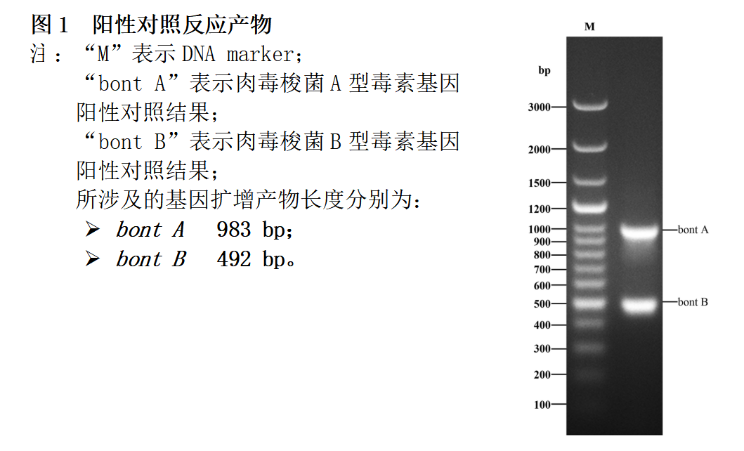 肉毒梭菌A/B型毒素基因PCR检测试剂盒结果判读