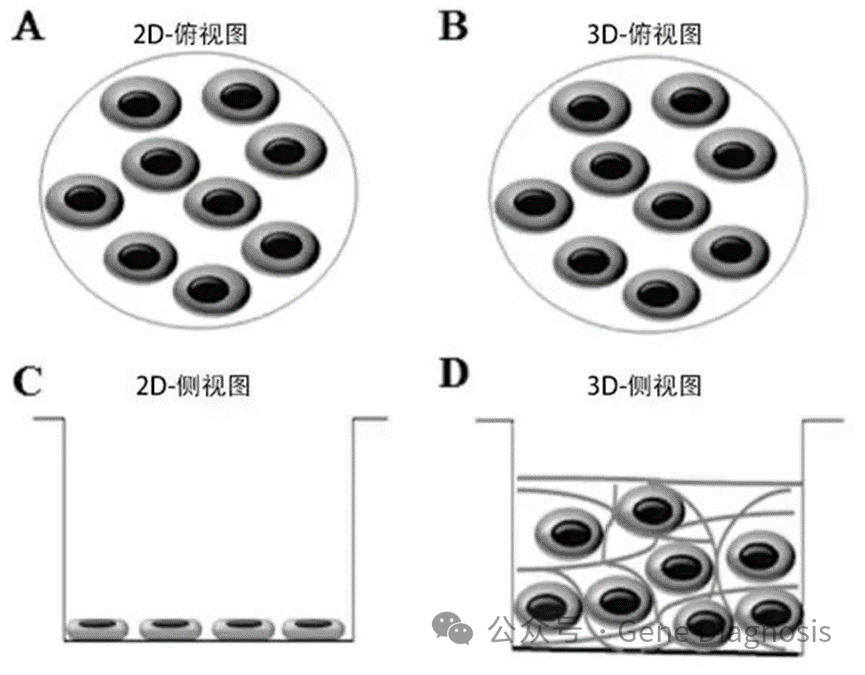 2D和3D细胞培养的区别