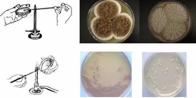 微生物划线接种