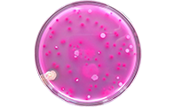 食品微生物检验GB4789.3-2016大肠菌群计数及注意事项