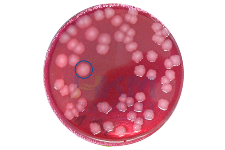 食品微生物检验GB4789.5-2012 志贺氏菌检验及注意事项