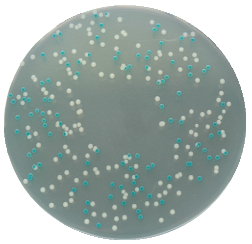 大肠杆菌显色培养基平板生物图册