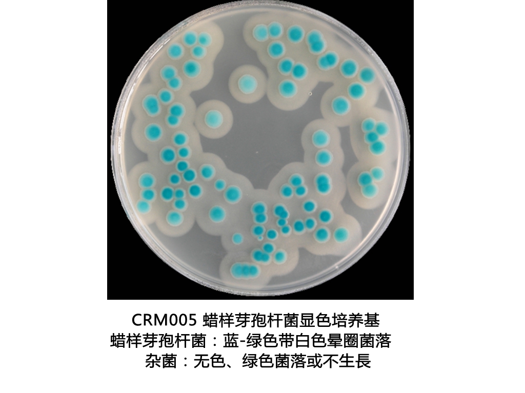 蜡样芽孢杆菌显色培养基生物图册