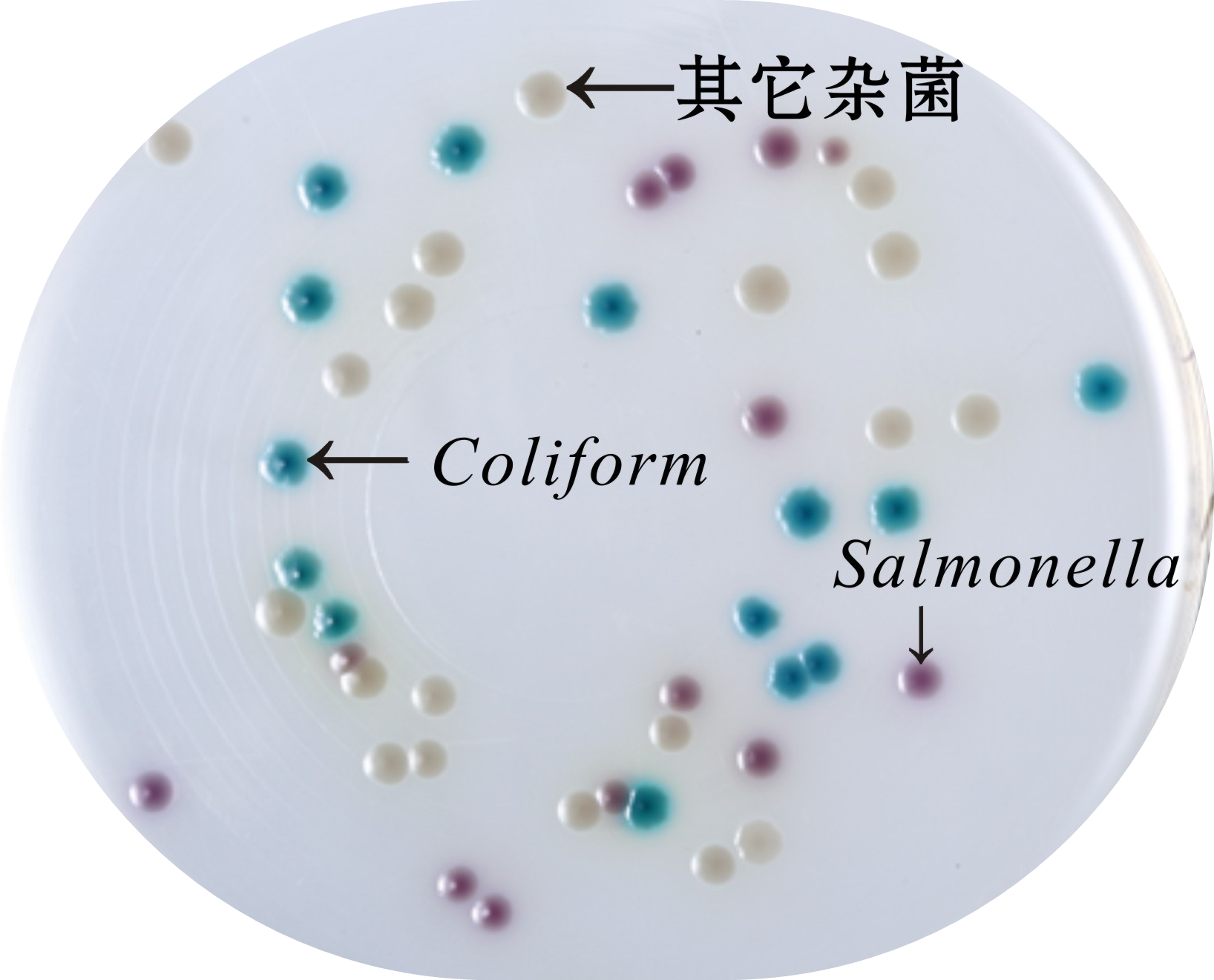 沙门氏菌显色培养基生物图册
