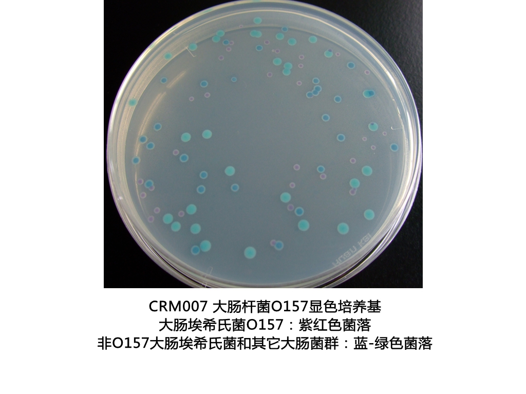 大肠杆菌O157:H7显色培养基生物图册