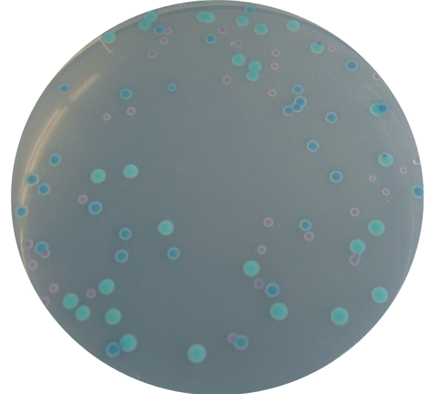 大肠杆菌O157显色平板培养基生物图册
