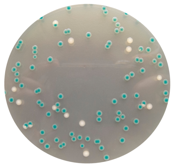 阪崎肠杆菌显色培养基(DFI琼脂)平板生物图册