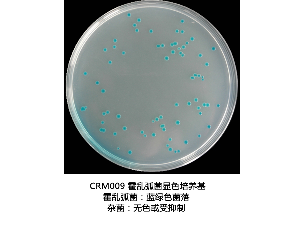霍乱弧菌显色培养基生物图册