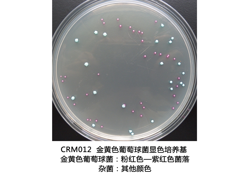 金黄色葡萄球菌显色培养基生物图册