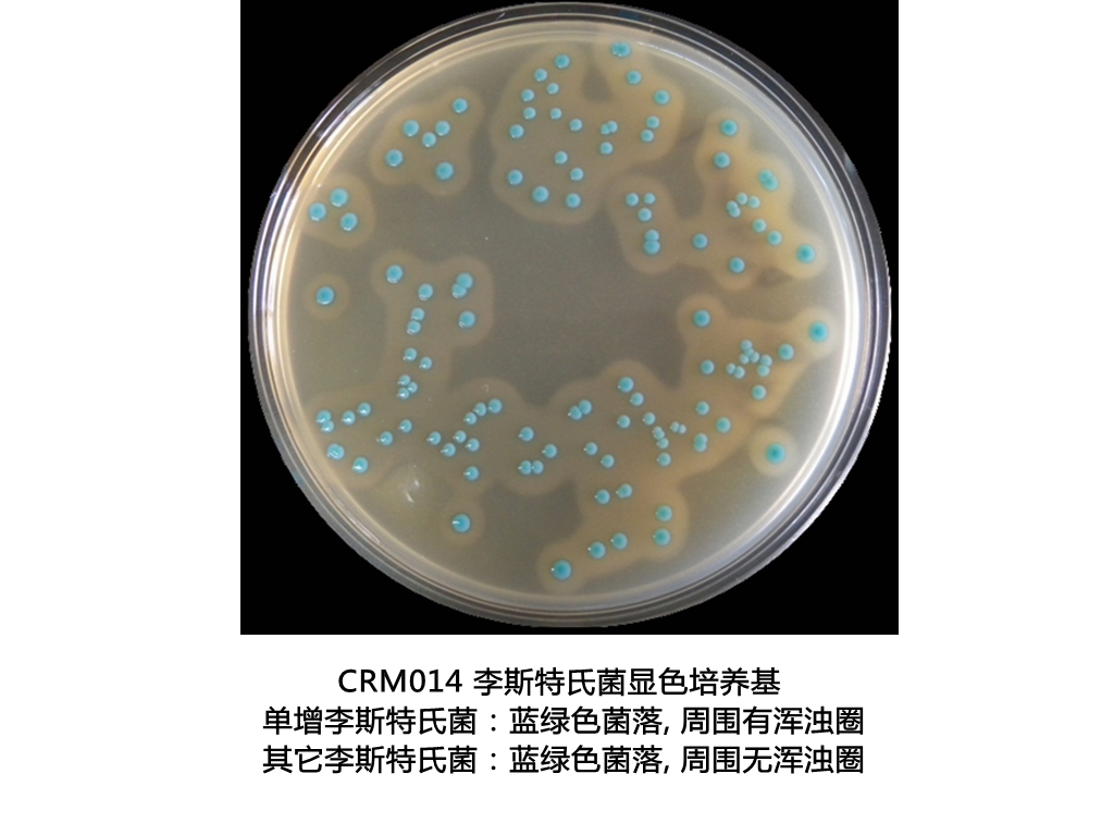 李斯特氏菌显色培养基生物图册