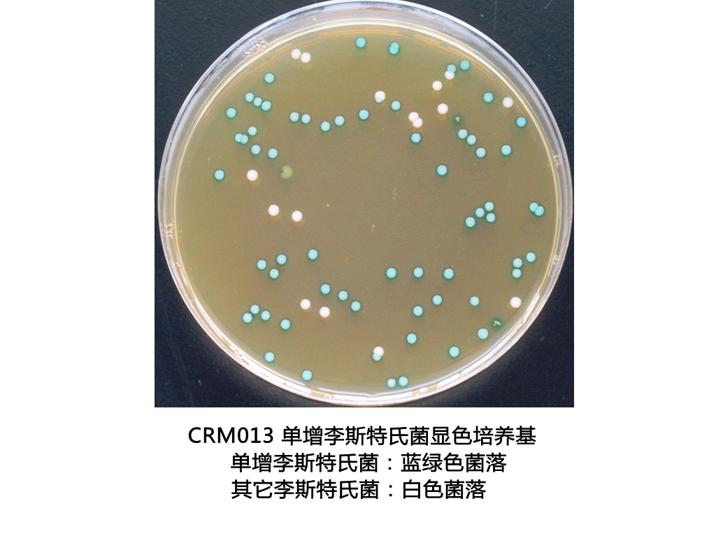 单增李斯特氏菌显色培养基生物图册