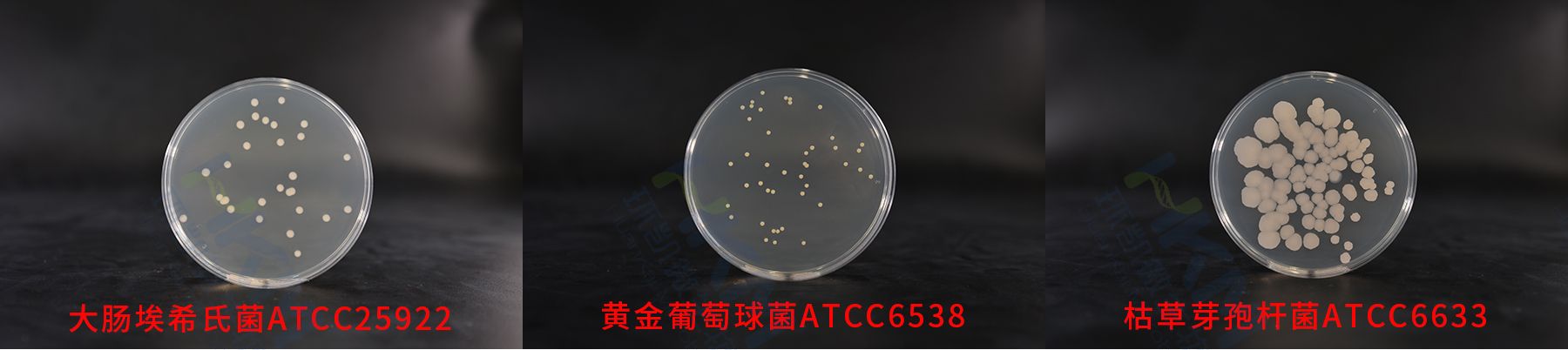 平板计数琼脂(PCA)质控菌株生物图册