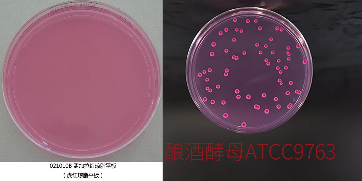 酿酒酵母 ATCC9763