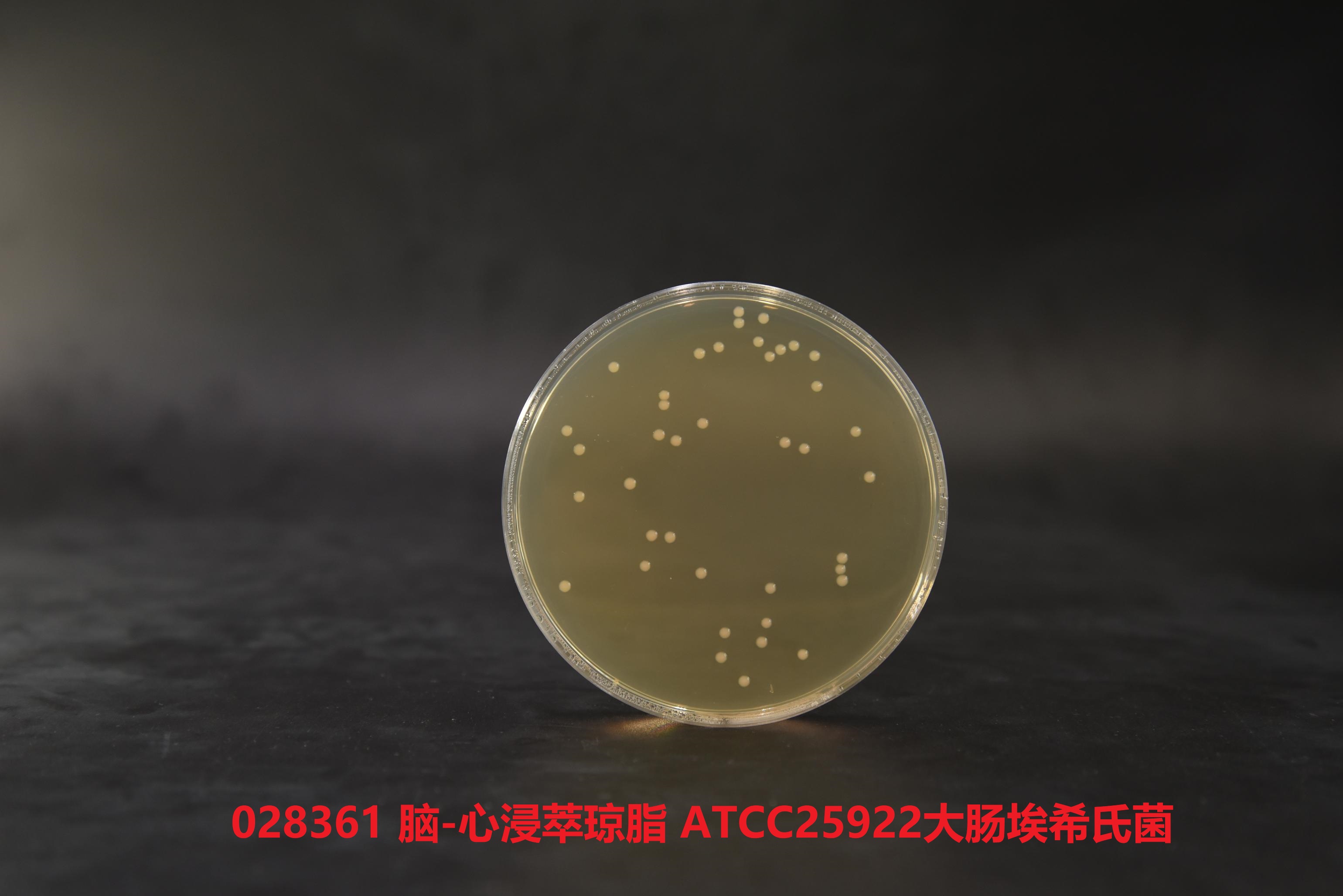 大肠埃希氏菌ATCC25922