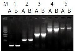 使用普通（A组）及含染料（B组）的2×Taq Master Mix配制的50μl扩增体系，以5ng λDNA为模板， 对500bp～6.0kb片段的扩增结果