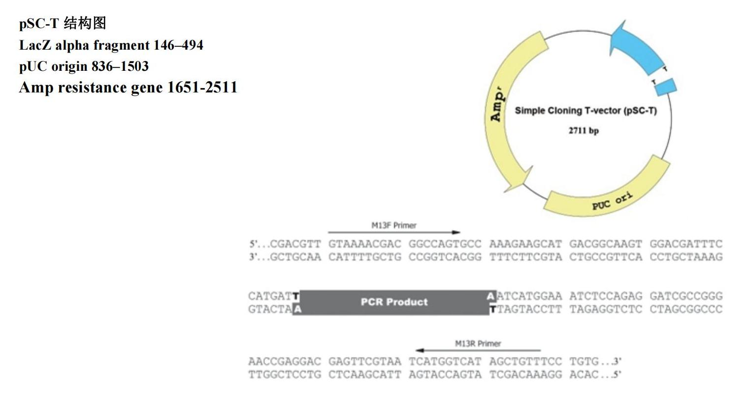pSC-T结构图