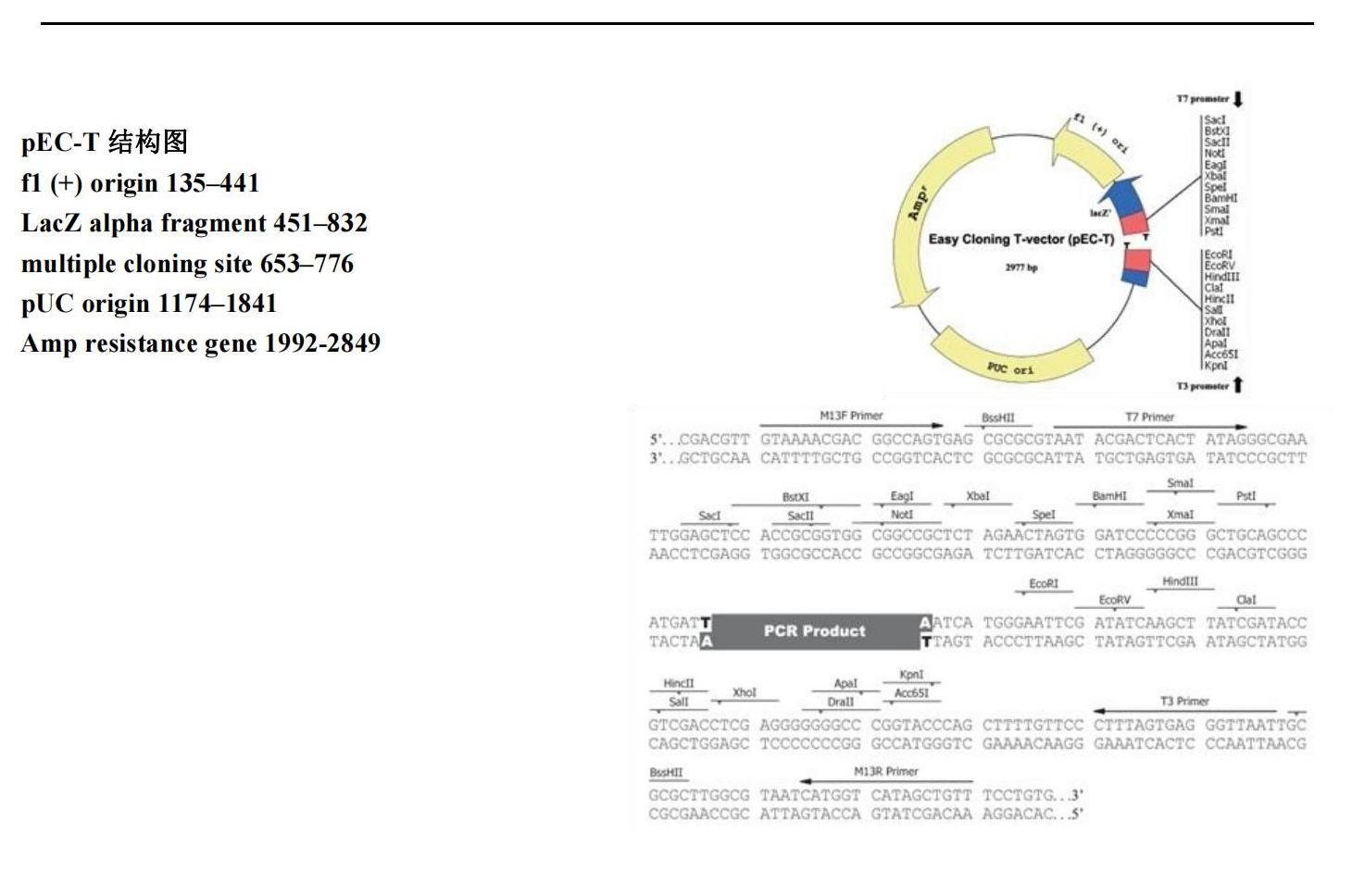 pEC-T结构图