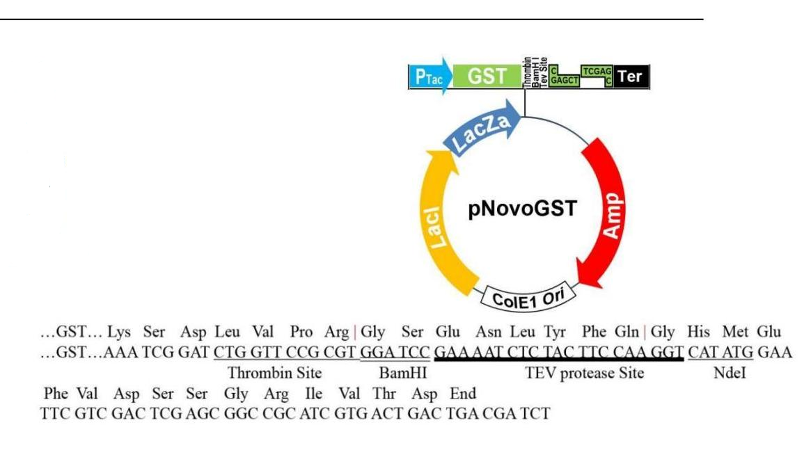 pGST 结构图