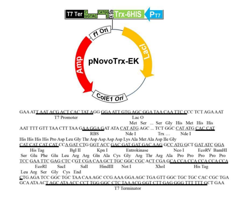 pTrx-EK 结构图