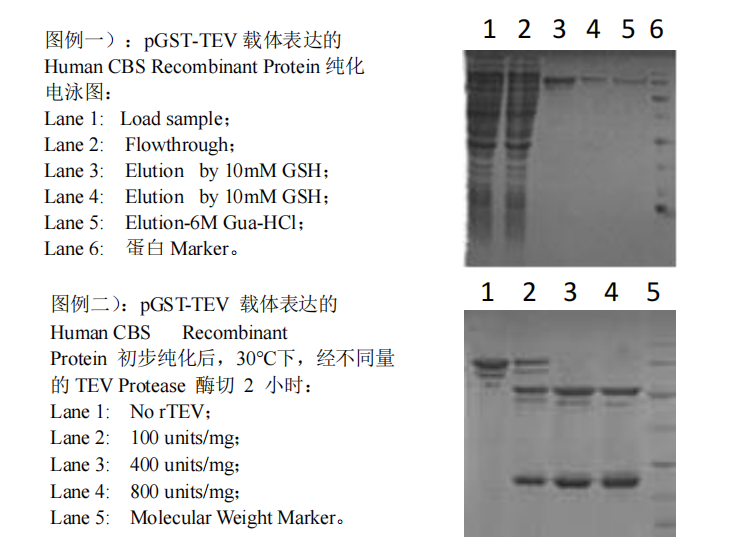 pGST-TEV Expression Kit应用实例