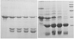 pTrx-EK Expression Kit应用实例