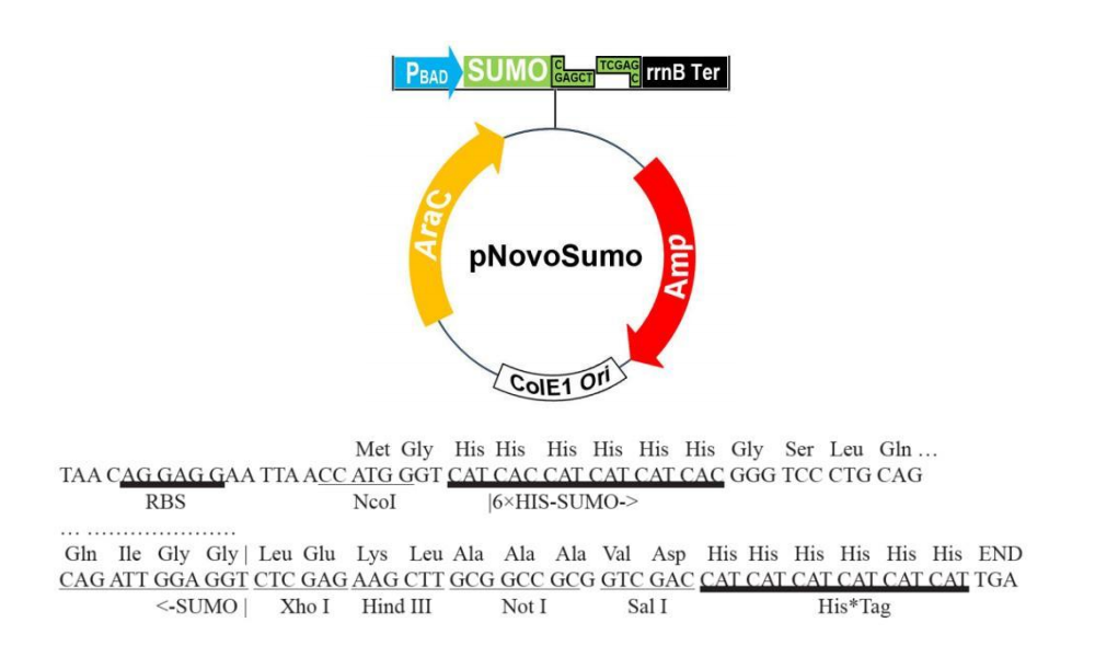 pSumo 结构图