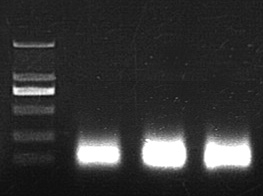 使用一步法sgRNA 体外转录 试剂盒转录sgRNA，大小为97 nt