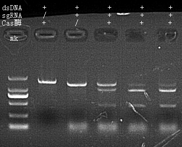 Cas12a Nuclease 做 DNA 片段体外切割活性检测