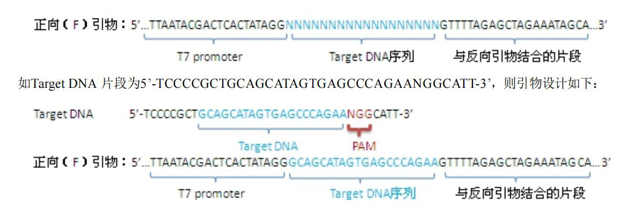 sgRNA 模板扩增