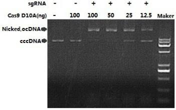 Cas9 D10A Nickase DNA 切割活性检测