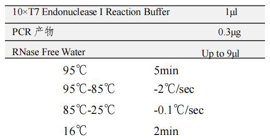 变性退火PCR产物