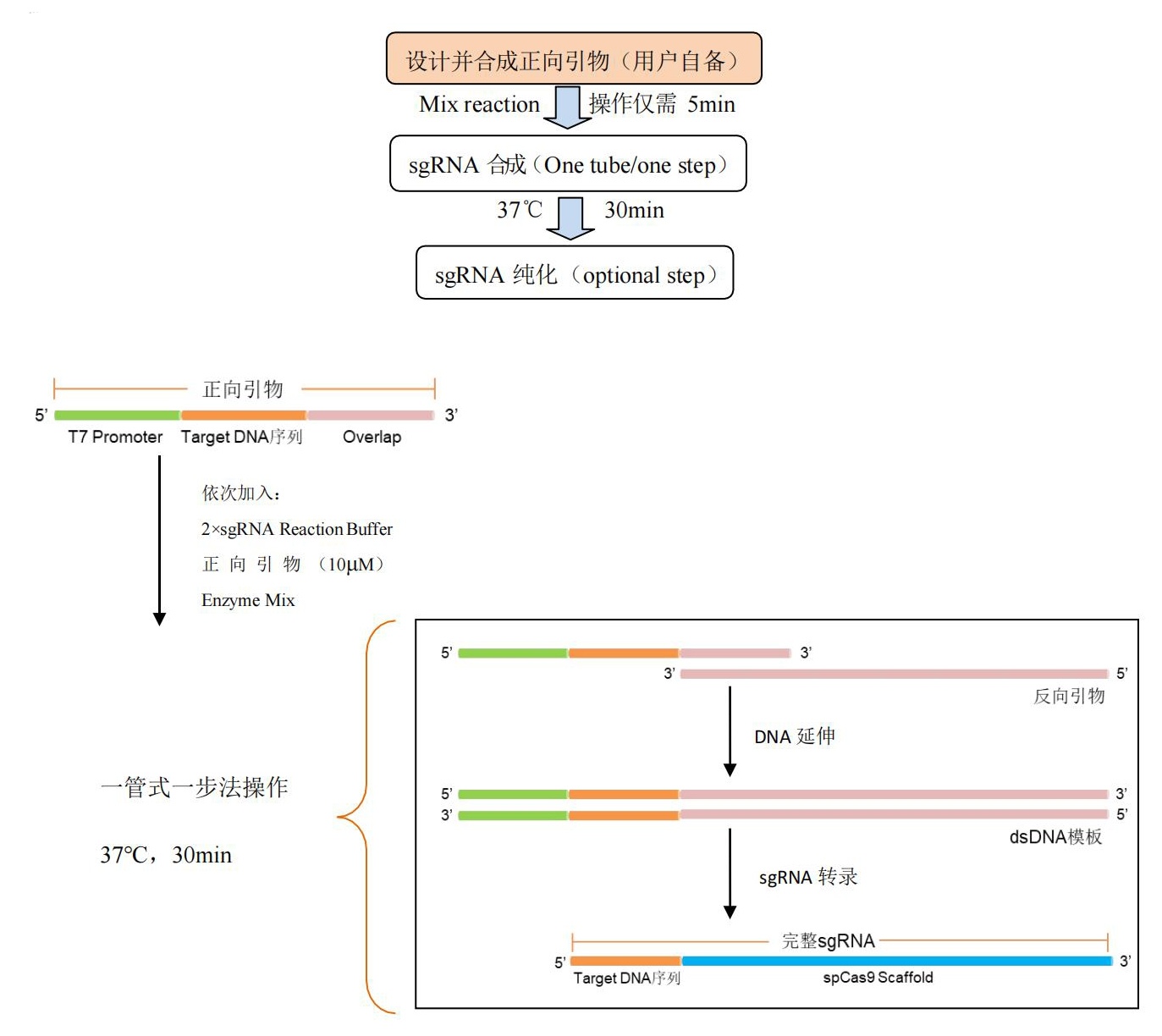 sgRNA In Vitro one-step Transcription Kit 流程模式