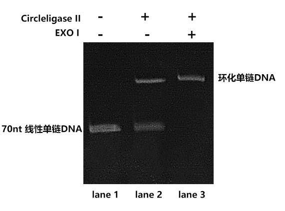 Circleligase II 连接结果检测（变性 PAGE 胶）