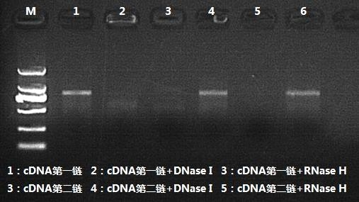 cDNA 第二链合成产物酶切验证