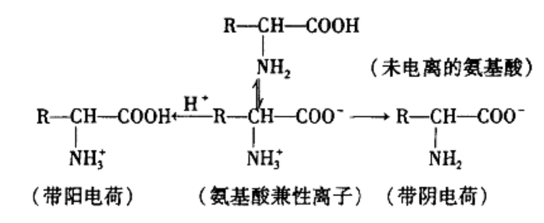 细菌带阴电荷