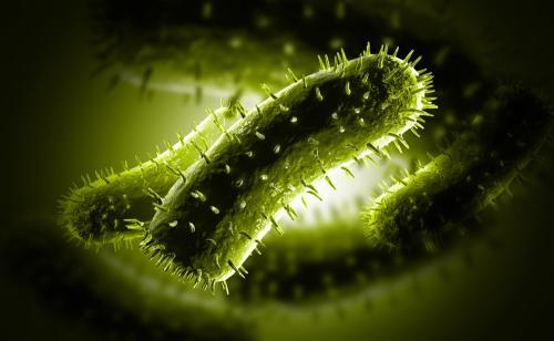 饮用水中铜绿假单胞菌的污染、控制及检验