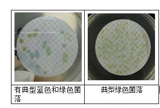 CN板上是蓝绿色疑似铜绿假单胞菌的菌落