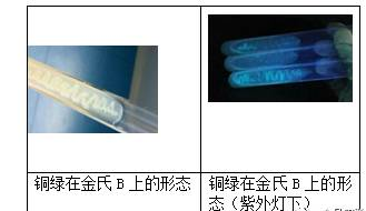 金氏B产荧光试验