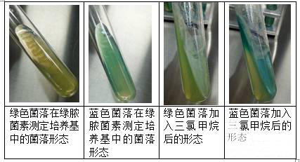 绿脓菌素测定培养基中加入三氯甲烷后的颜色
