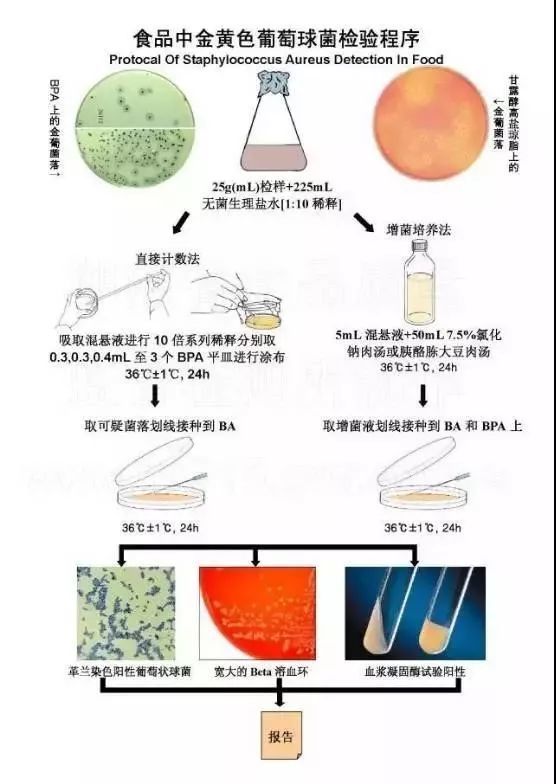 食品中金黄色葡萄球菌检验程序