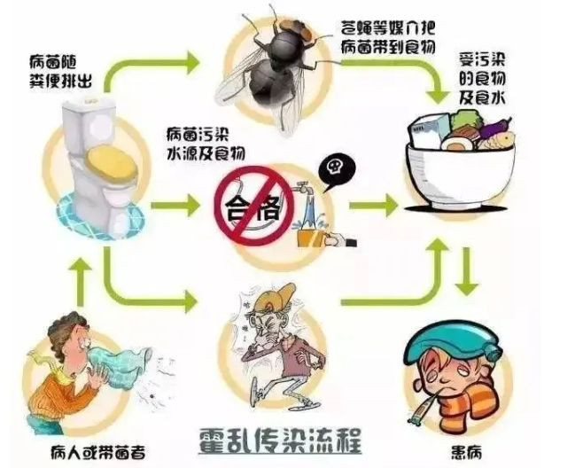 霍乱传染流程