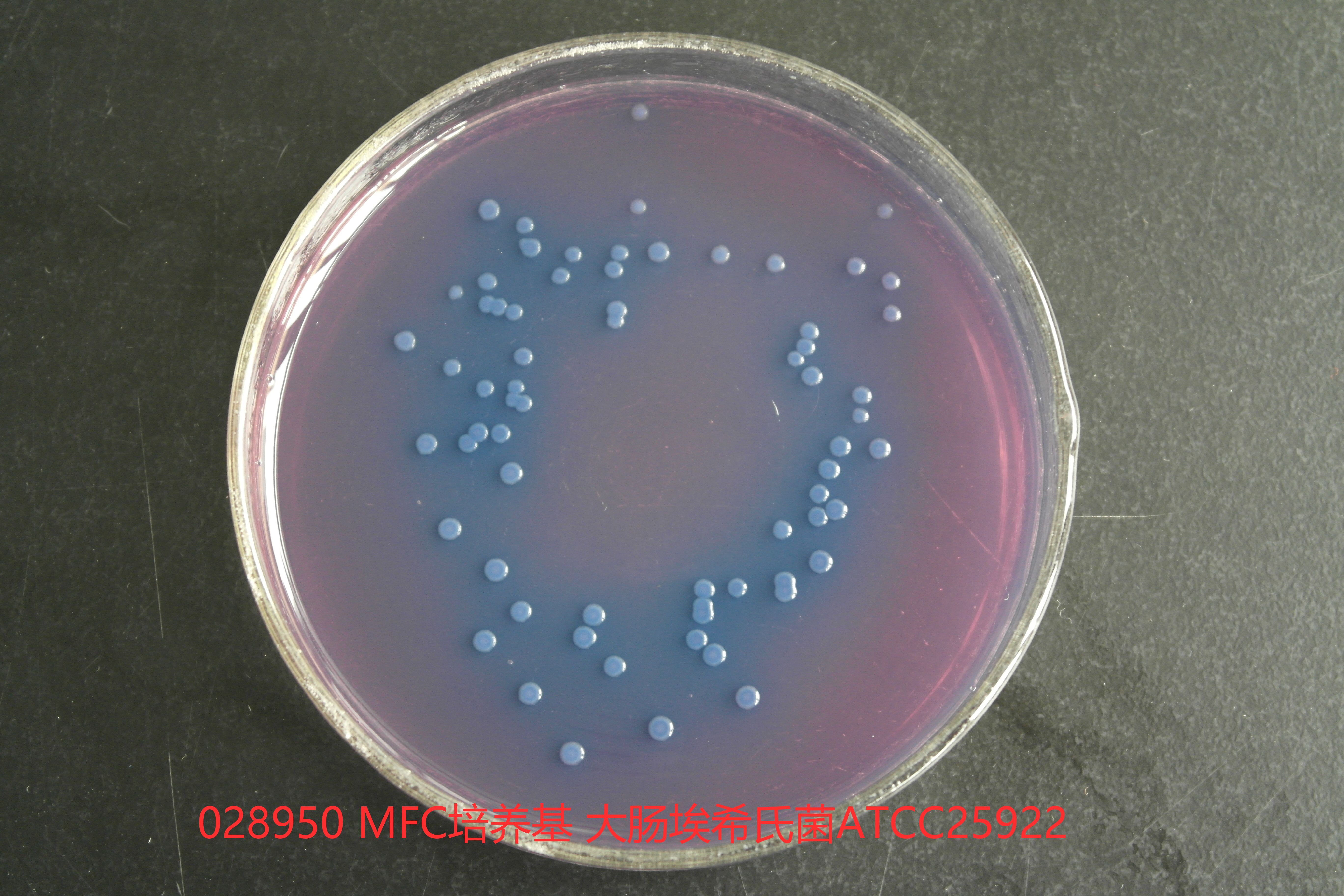 MFC培养基 大肠埃希氏菌ATCC25922