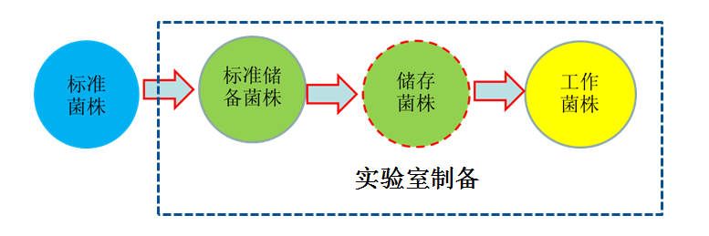 菌株的概念