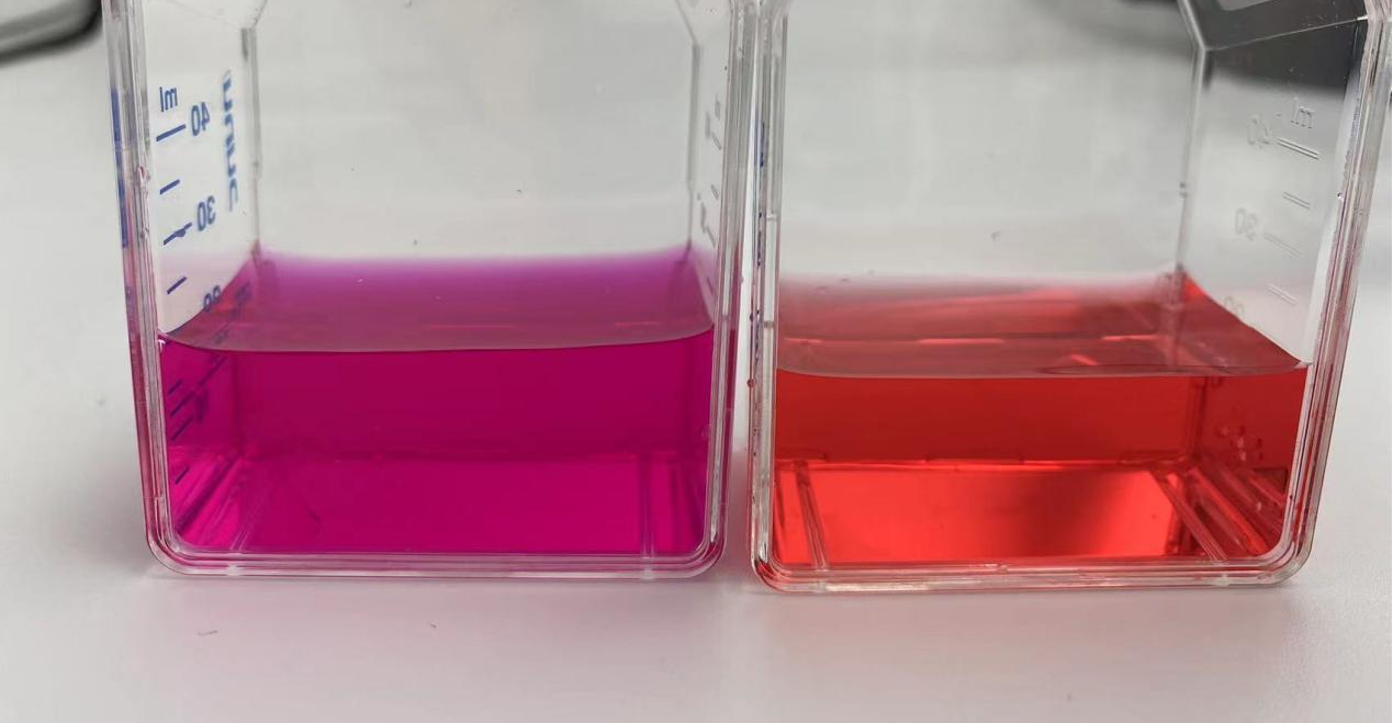 左图为与空气接触时间过长，pH升高后颜色；右图为正常培养基颜色