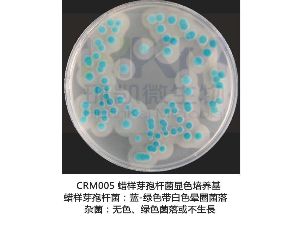 蜡样芽孢杆菌第二代显色培养基