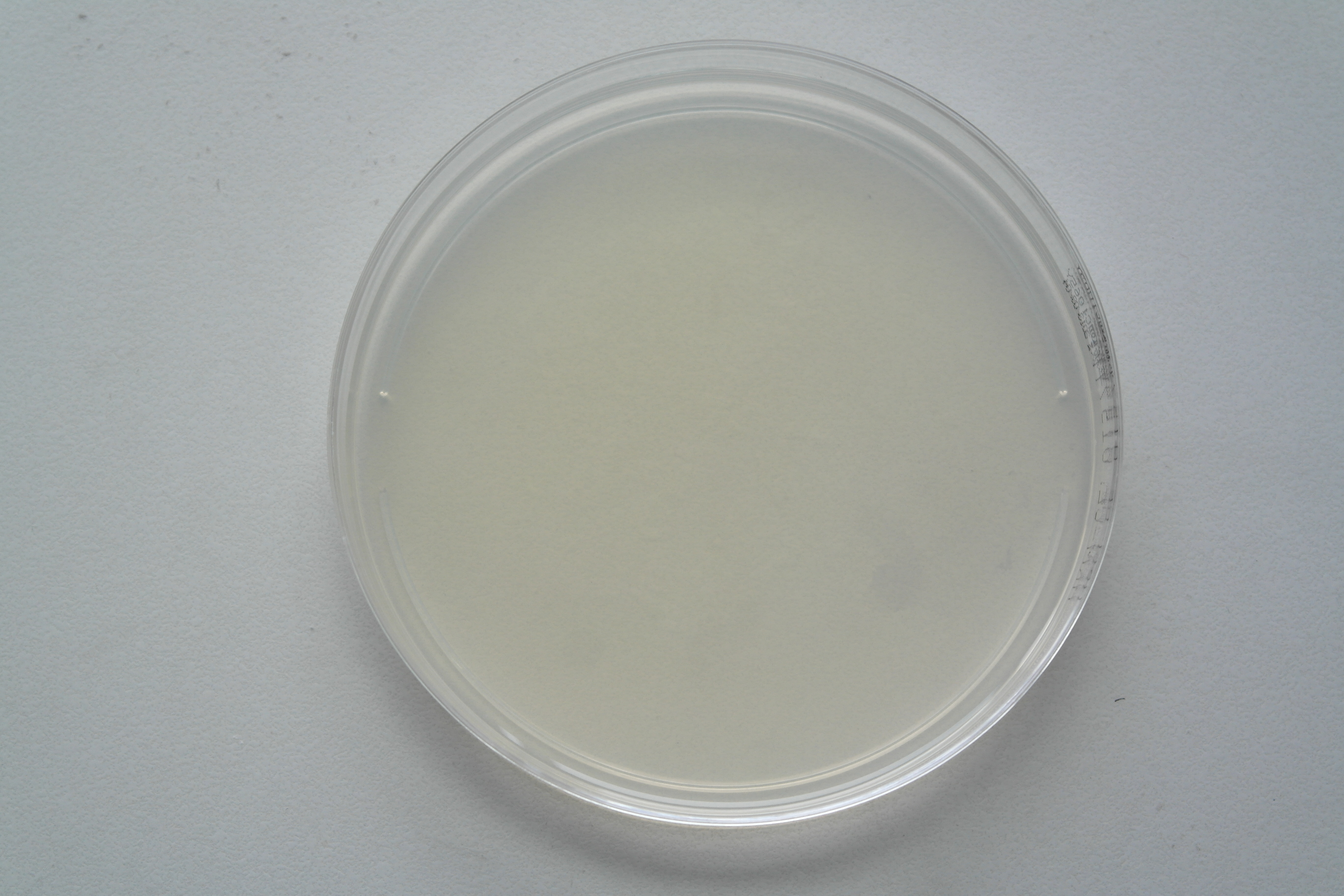 大肠菌群大肠杆菌(ECC)显色培养基平板