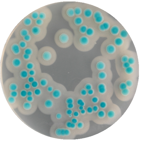 蜡样芽孢杆菌显色培养基平板生物图册