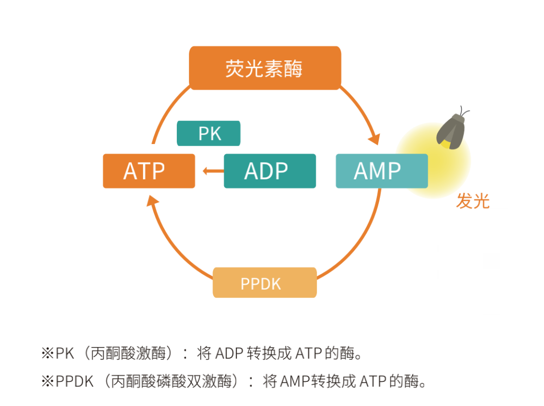 ATP ADP AMP