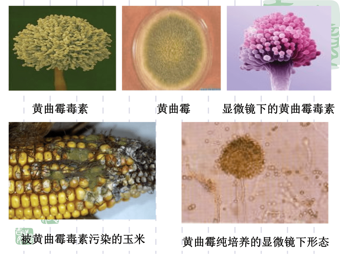 黄曲霉毒素