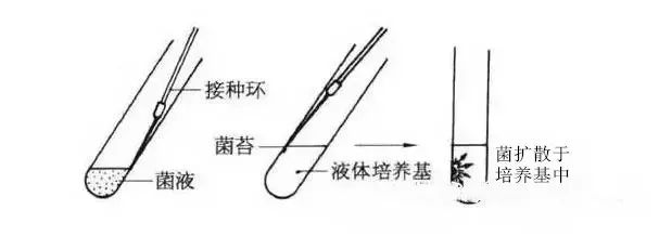 液体培养基接种法